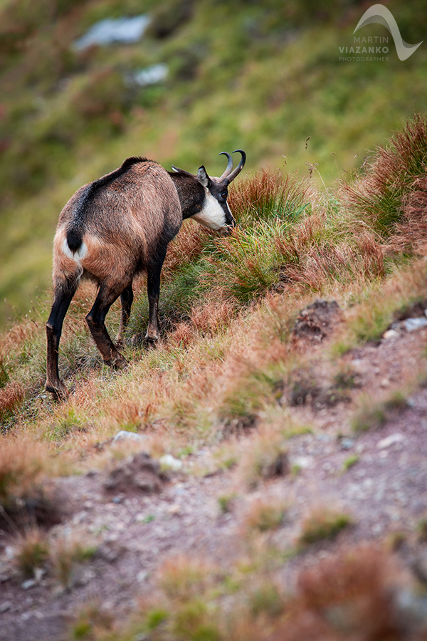 kamzik vrchovský tatranský, rupicapra rupicapra tatrica, chamois, gemse, wildlife, photo, divoká príroda, kamzík alpský, vysoké tatry, foto, high tatras